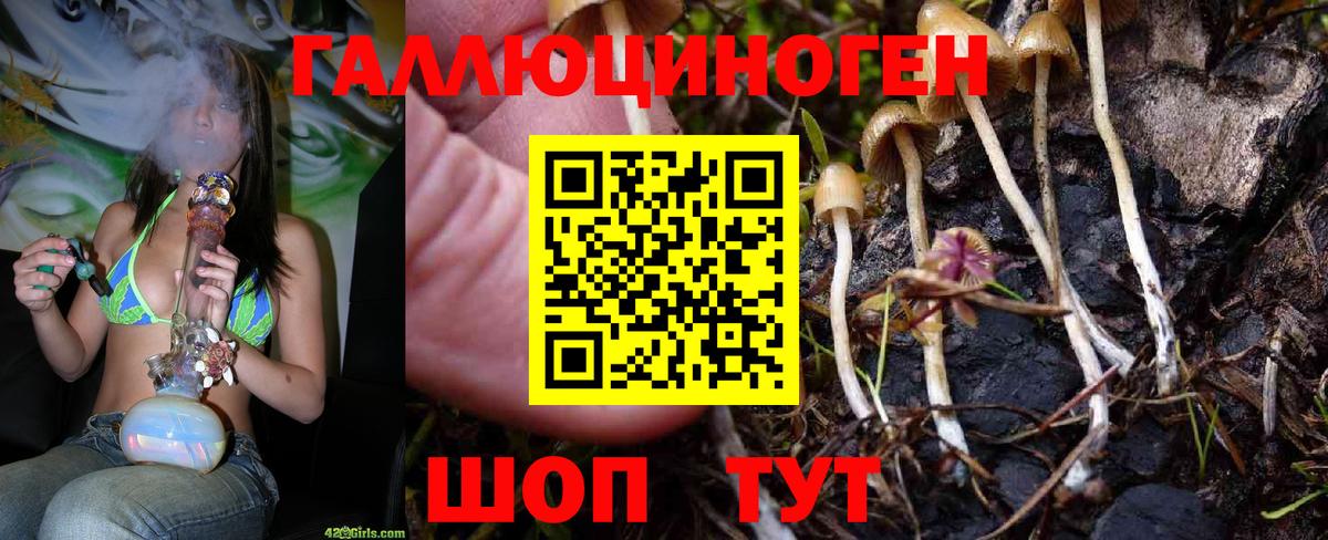 Галлюциногенные грибы Psilocybine cubensis Черкесск